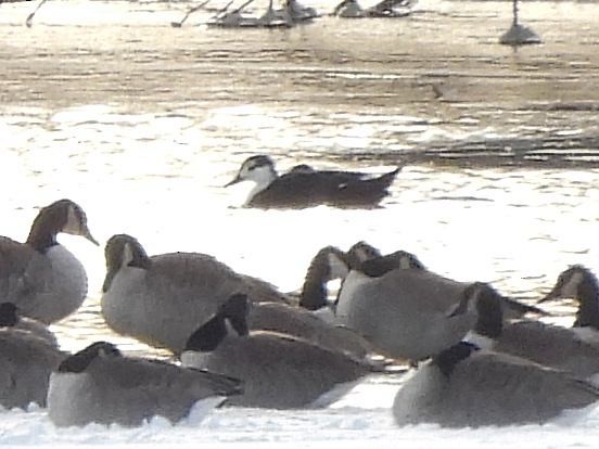 duck sp. - ML646598281