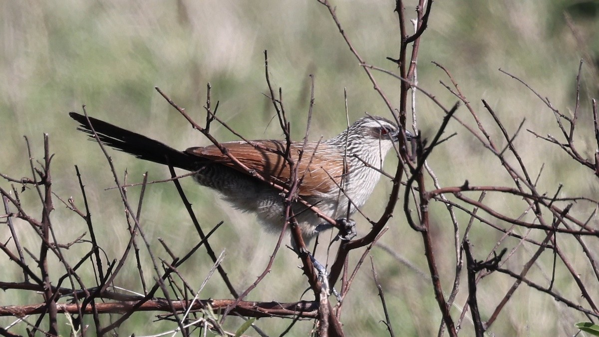 White-browed Coucal - ML646598282