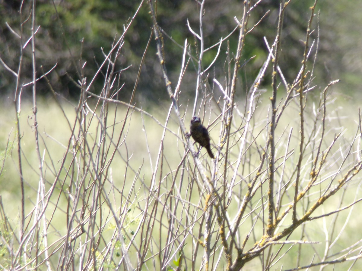 シコンヒワ - ML646598283