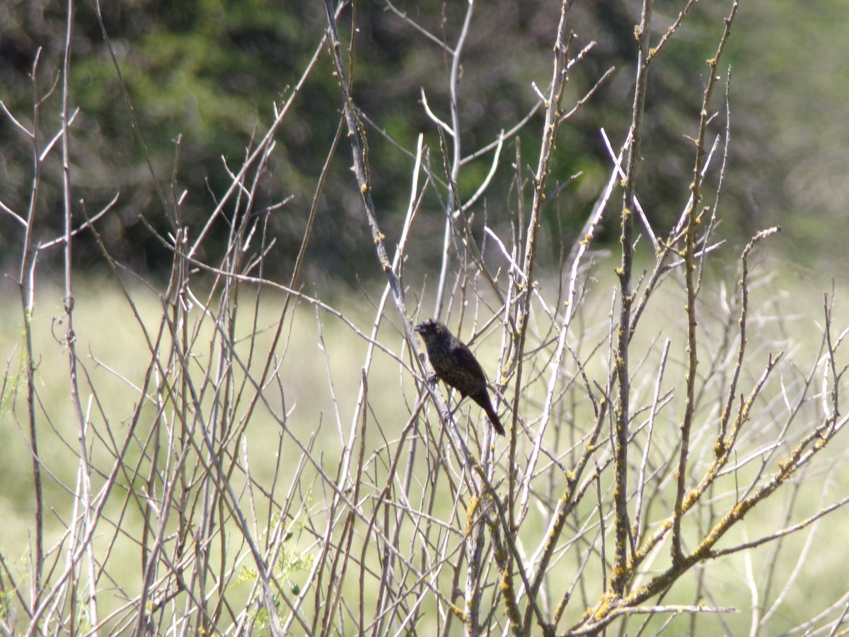 シコンヒワ - ML646598284