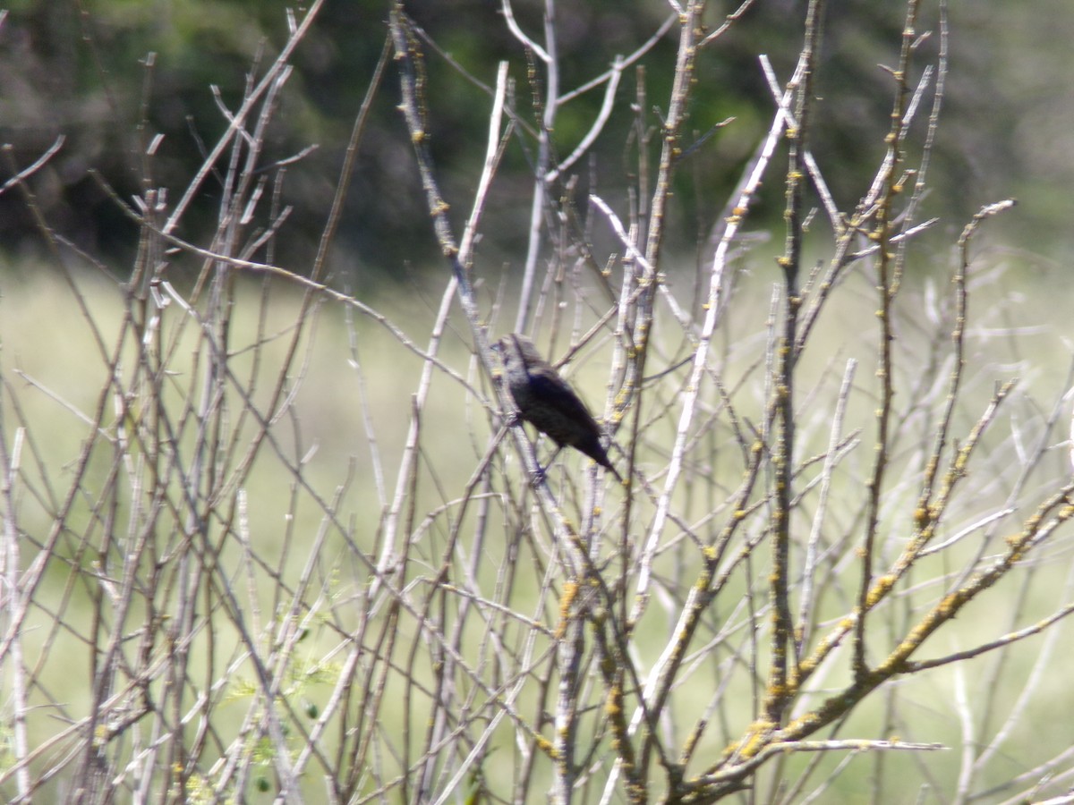 シコンヒワ - ML646598285