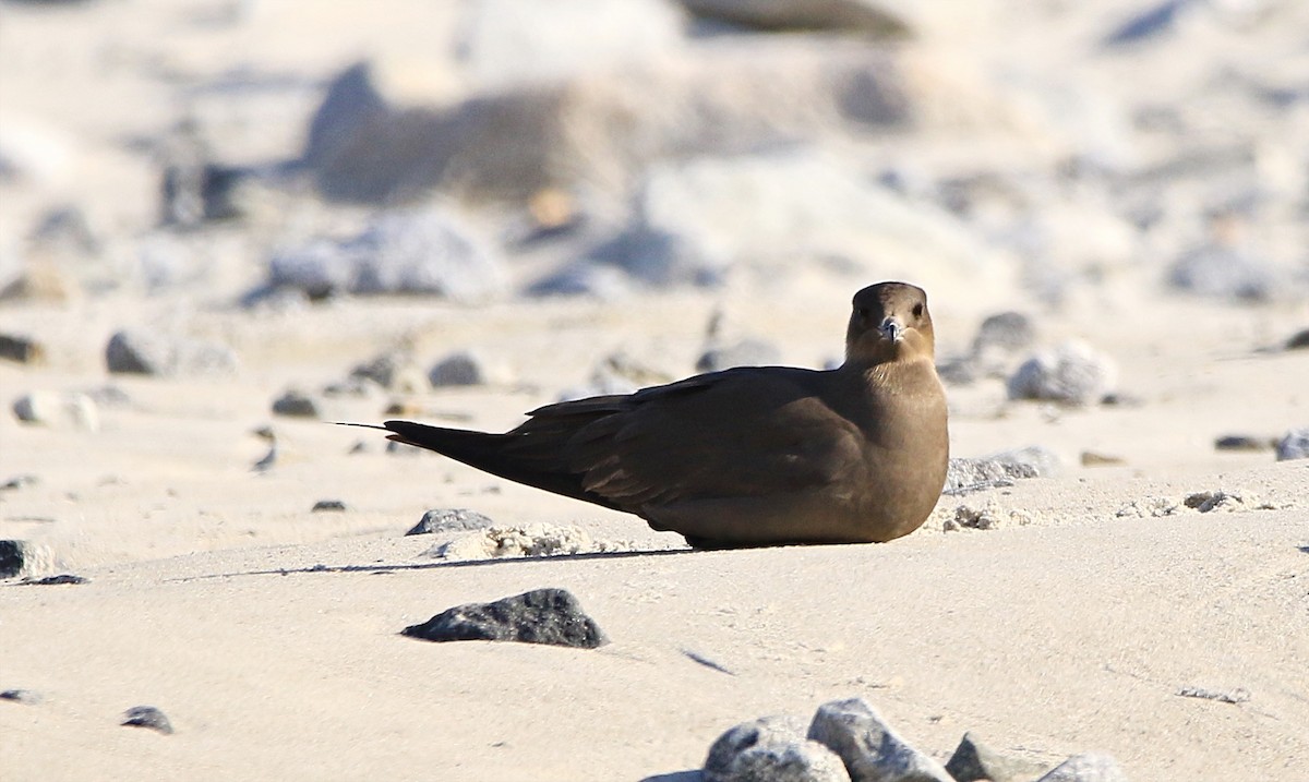 חמסן טפיל - ML646598292