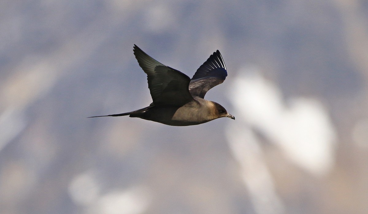 חמסן טפיל - ML646598293