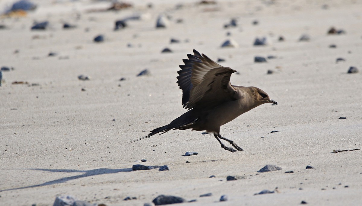 חמסן טפיל - ML646598294