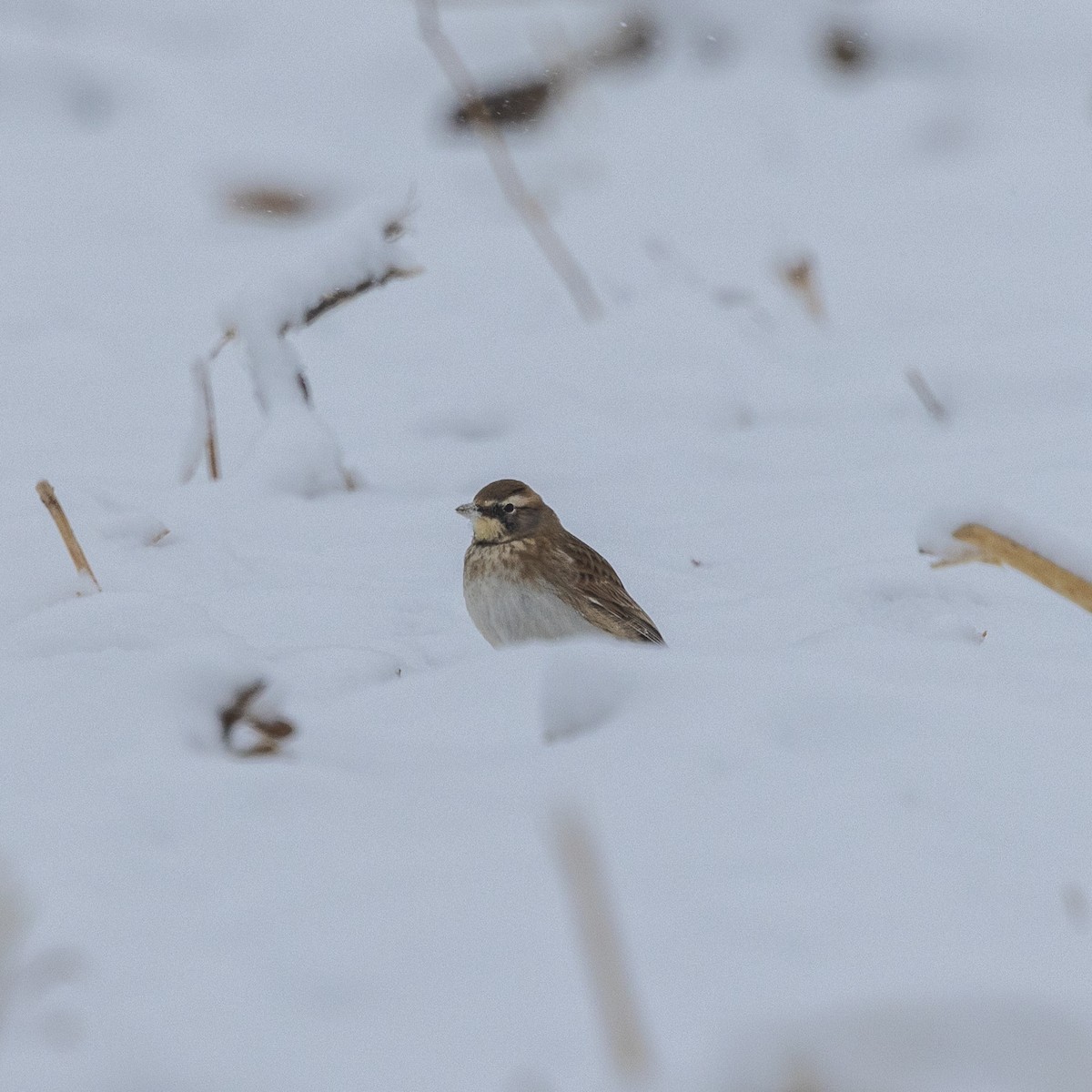 Horned Lark - ML646598297