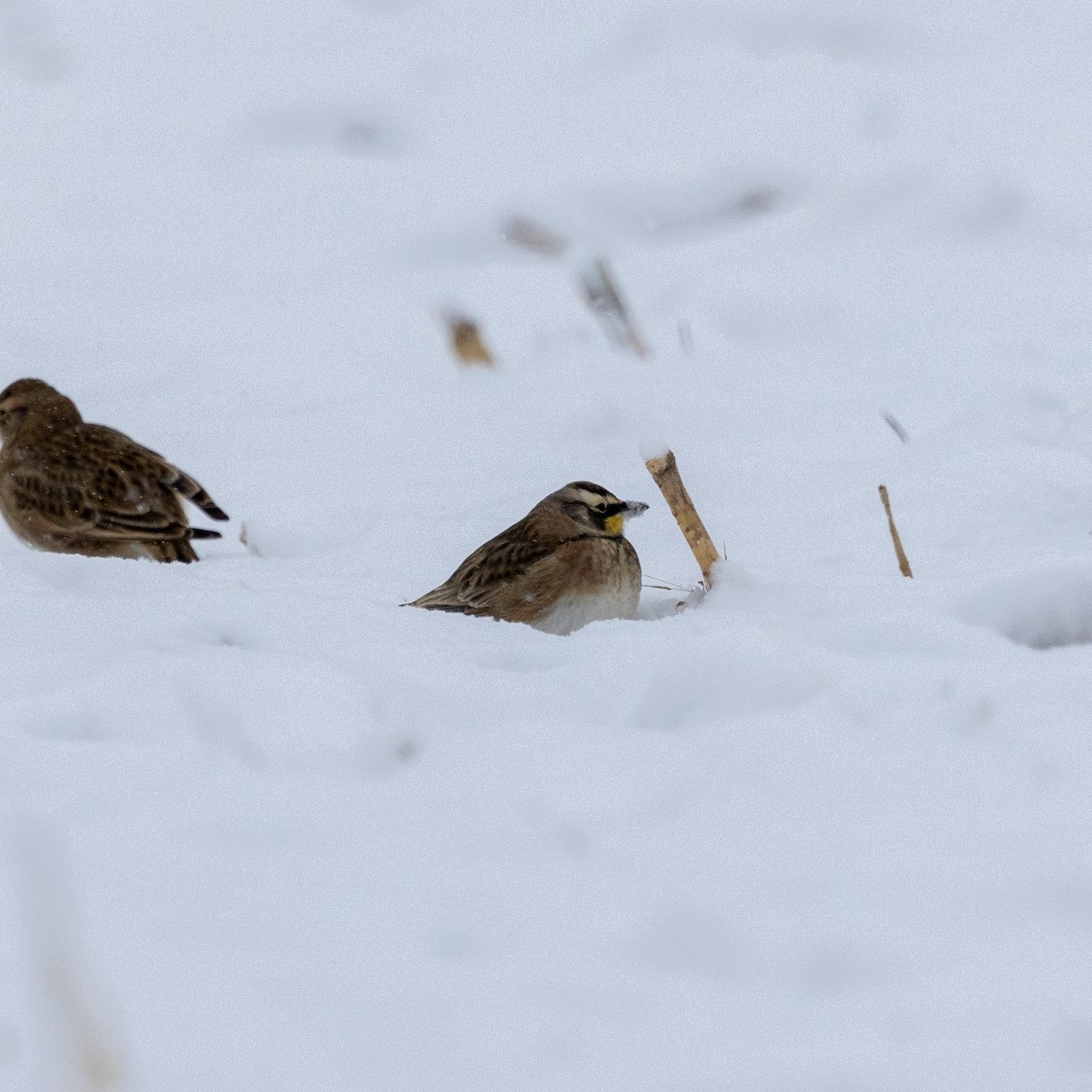 Horned Lark - ML646598298