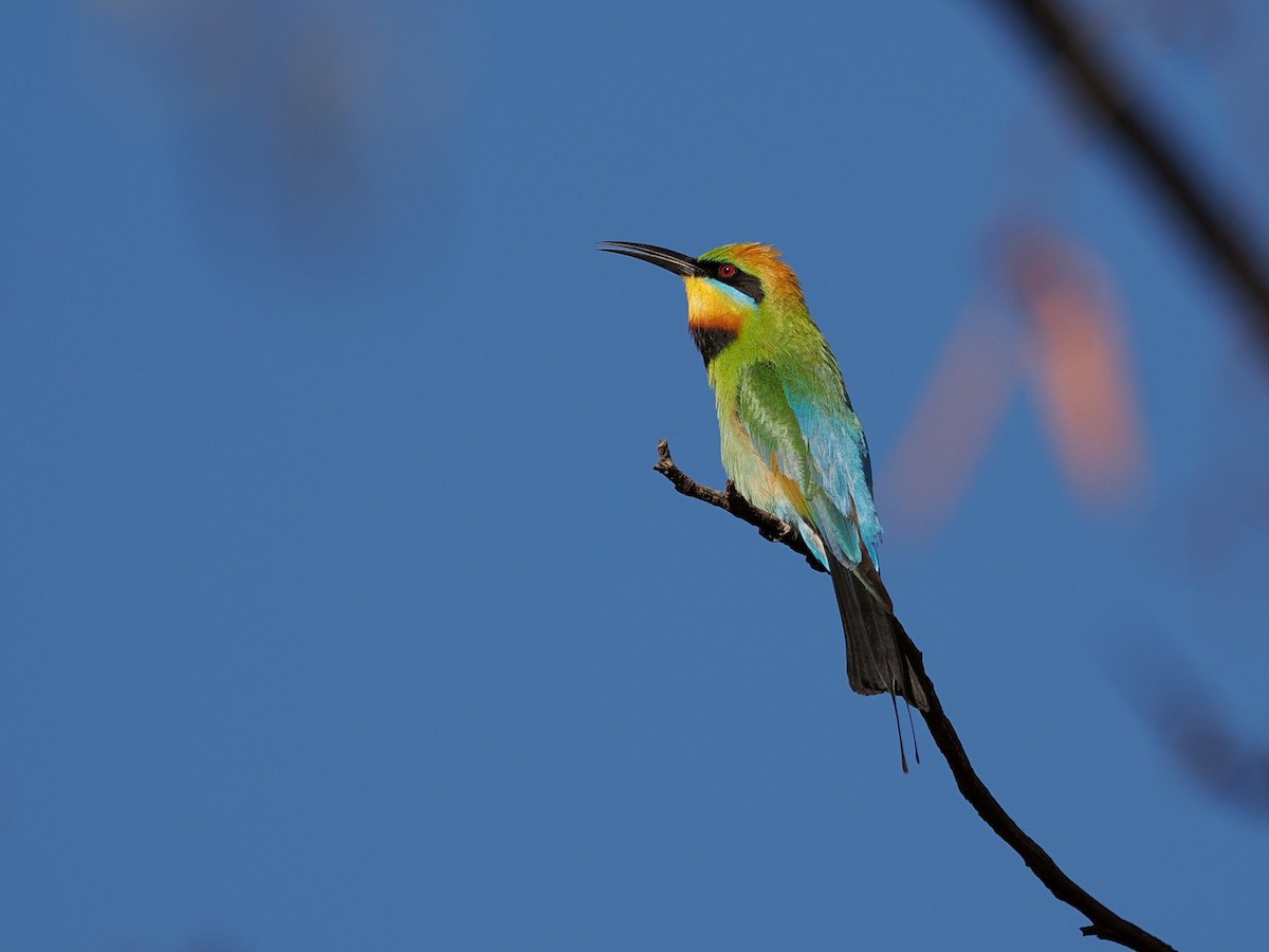 Радужная щурка - ML646598299