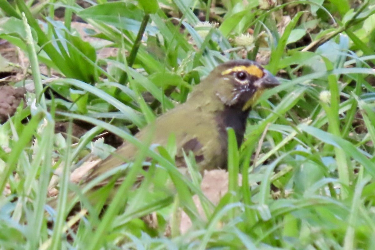 Yellow-faced Grassquit - ML646598301