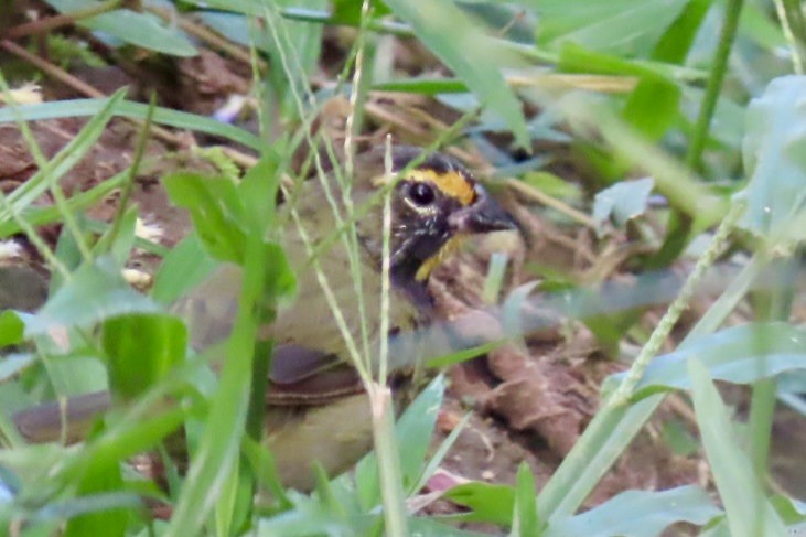 Yellow-faced Grassquit - ML646598302