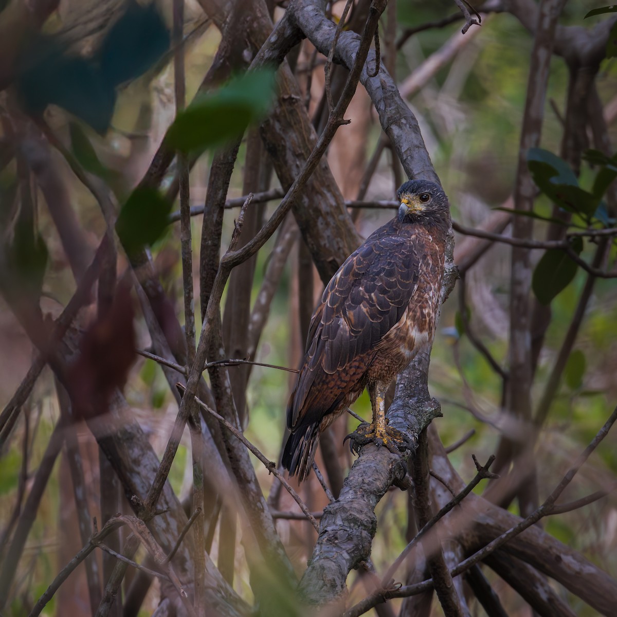 Kızıl Yengeç Şahini - ML646598303