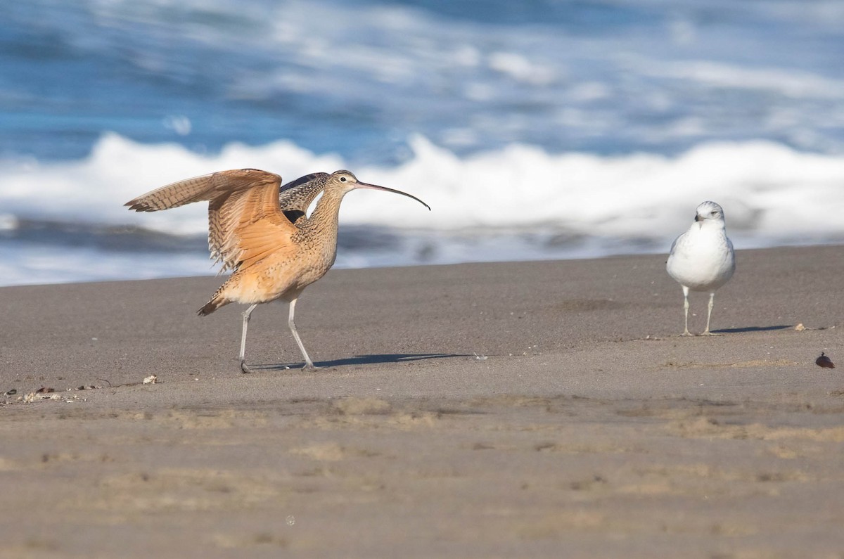 Long-billed Curlew - ML646598305