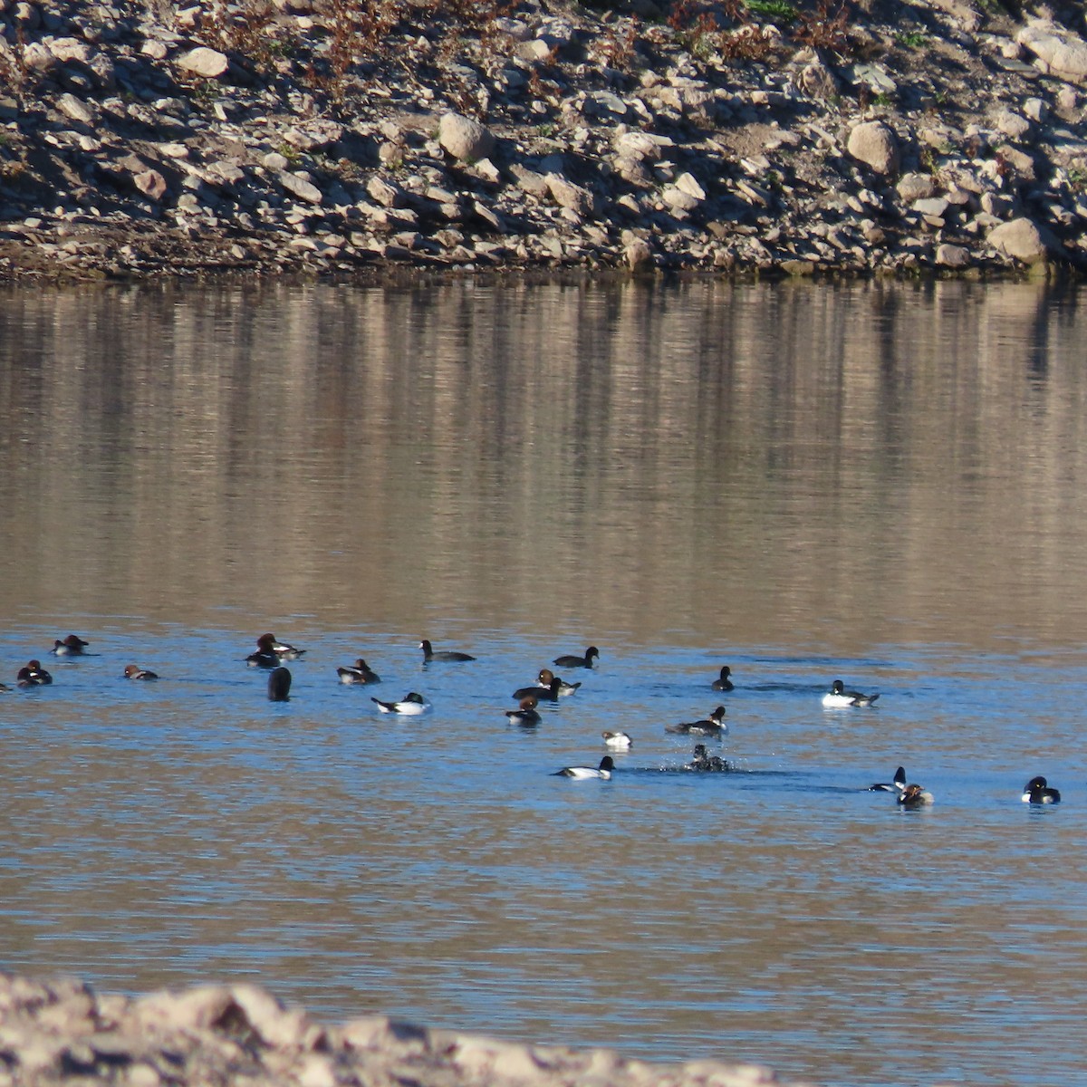 kvinand - ML646598306