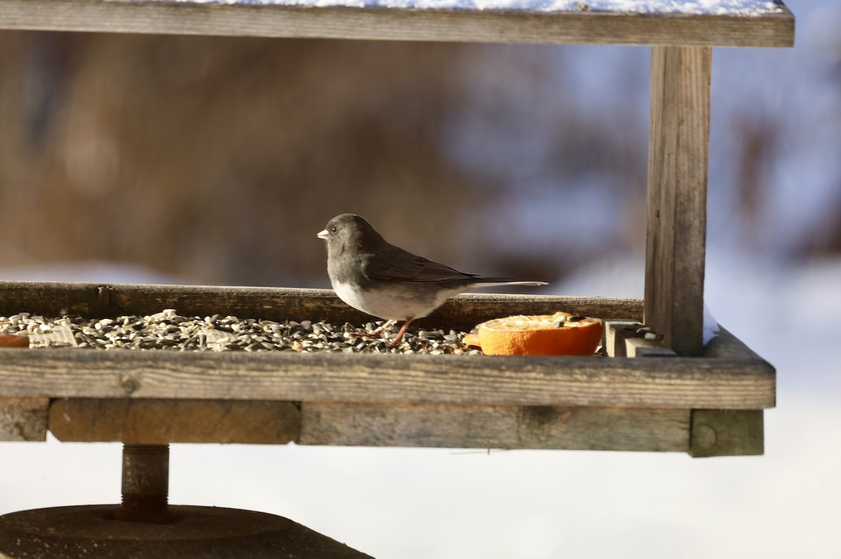 strnadec zimní - ML646598308