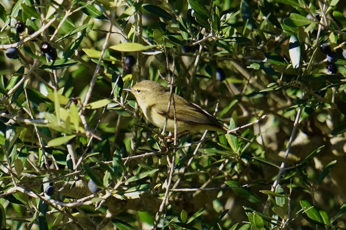 Common Chiffchaff - ML646598309