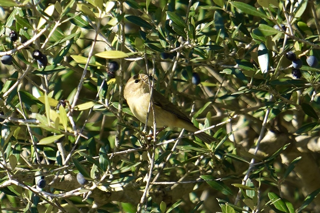 Common Chiffchaff - ML646598310