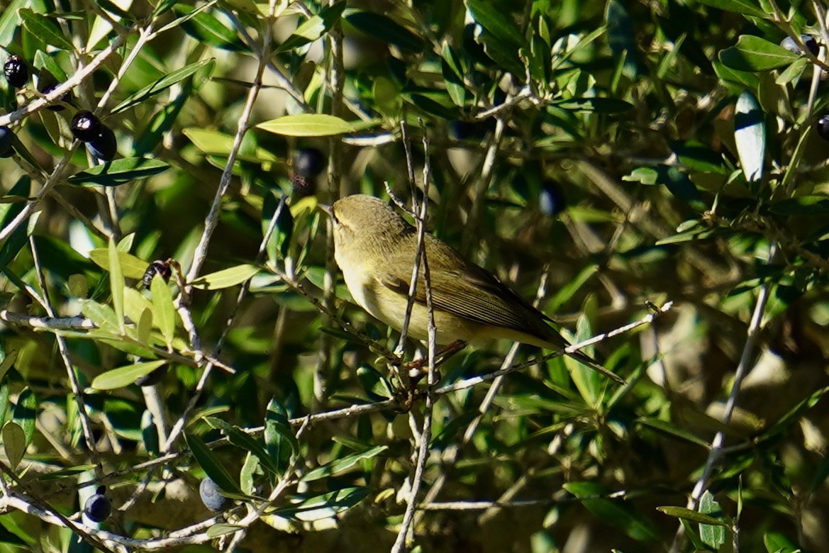 Common Chiffchaff - ML646598311