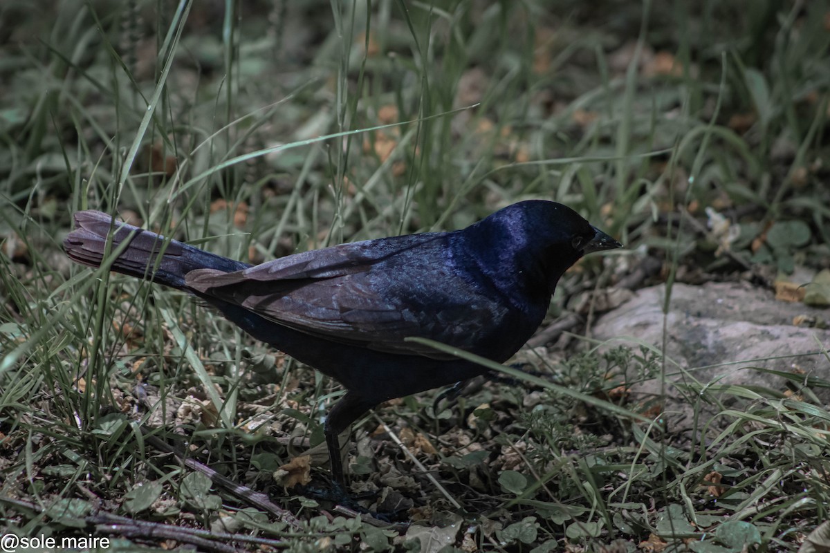 Screaming/Shiny Cowbird - ML646598312