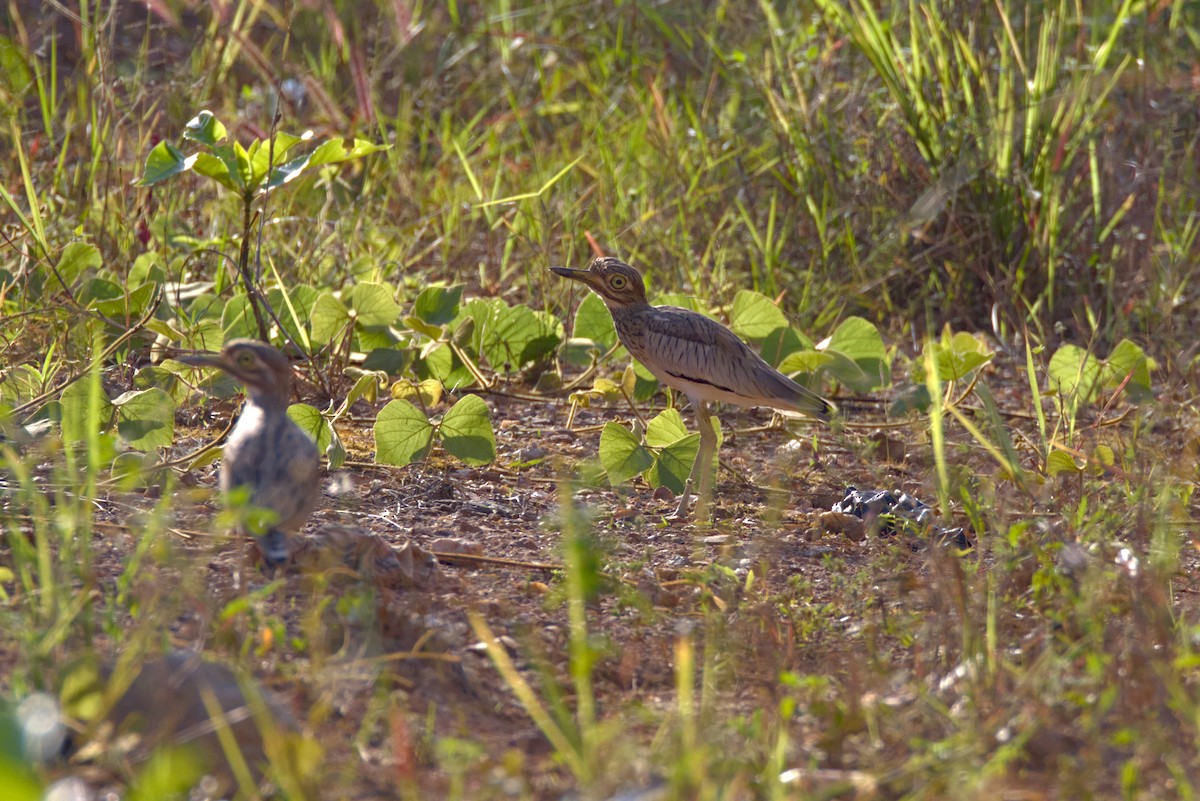Alcaraván Senegalés - ML646598313