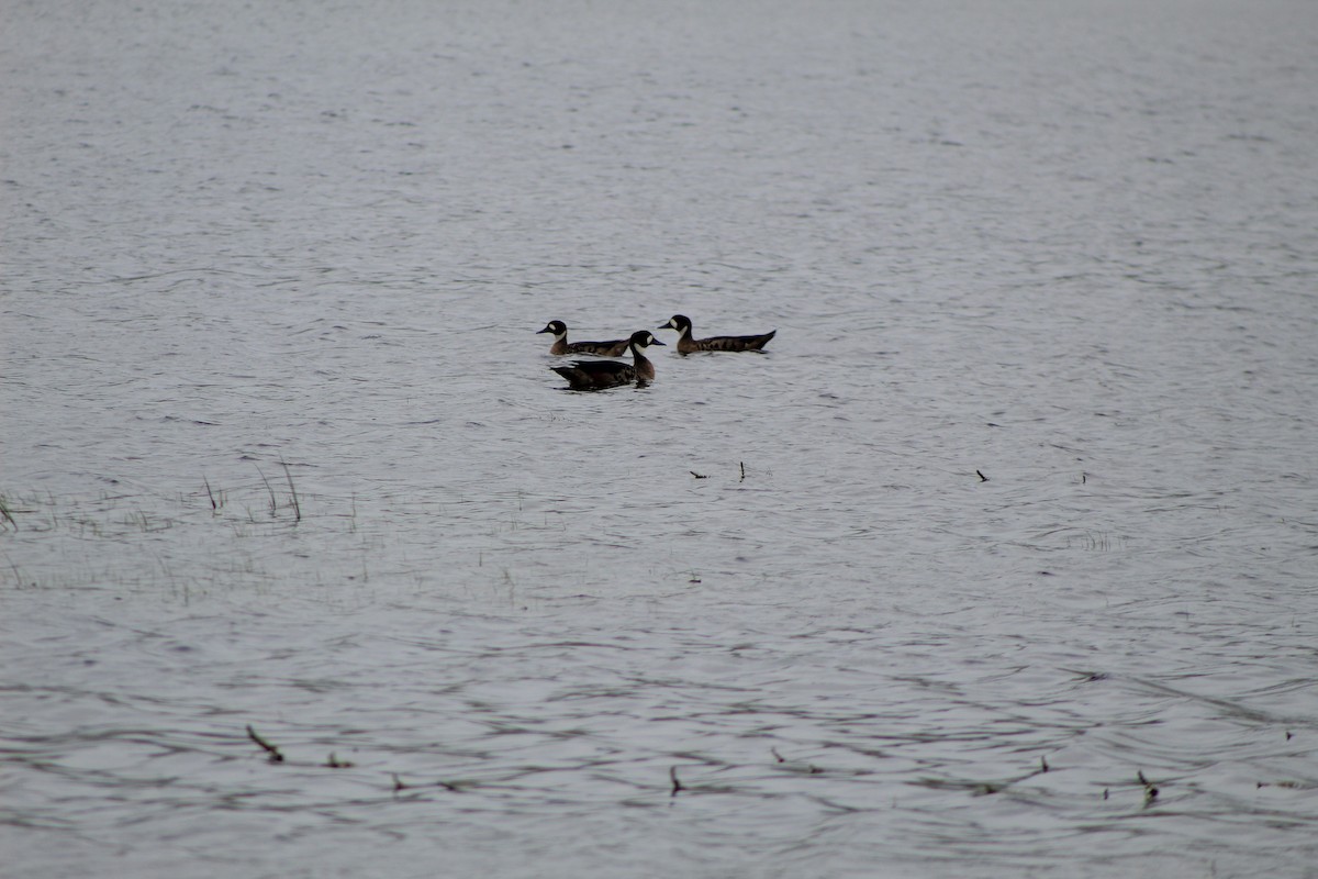 Spectacled Duck - ML646598314