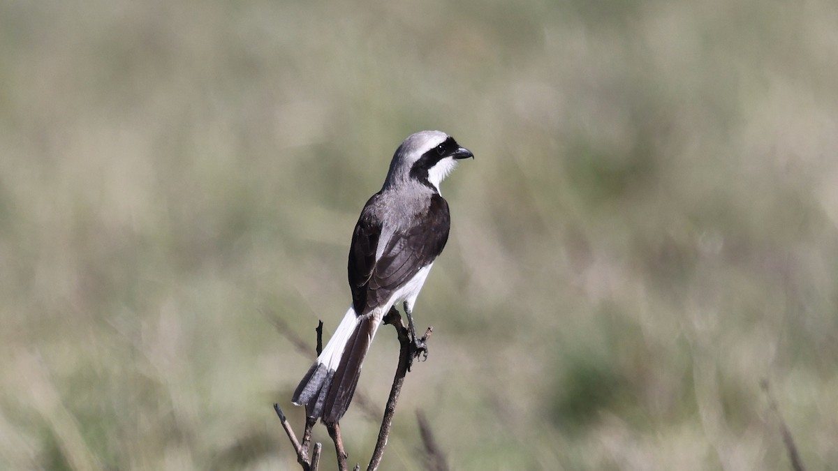 Gray-backed Fiscal - ML646598315