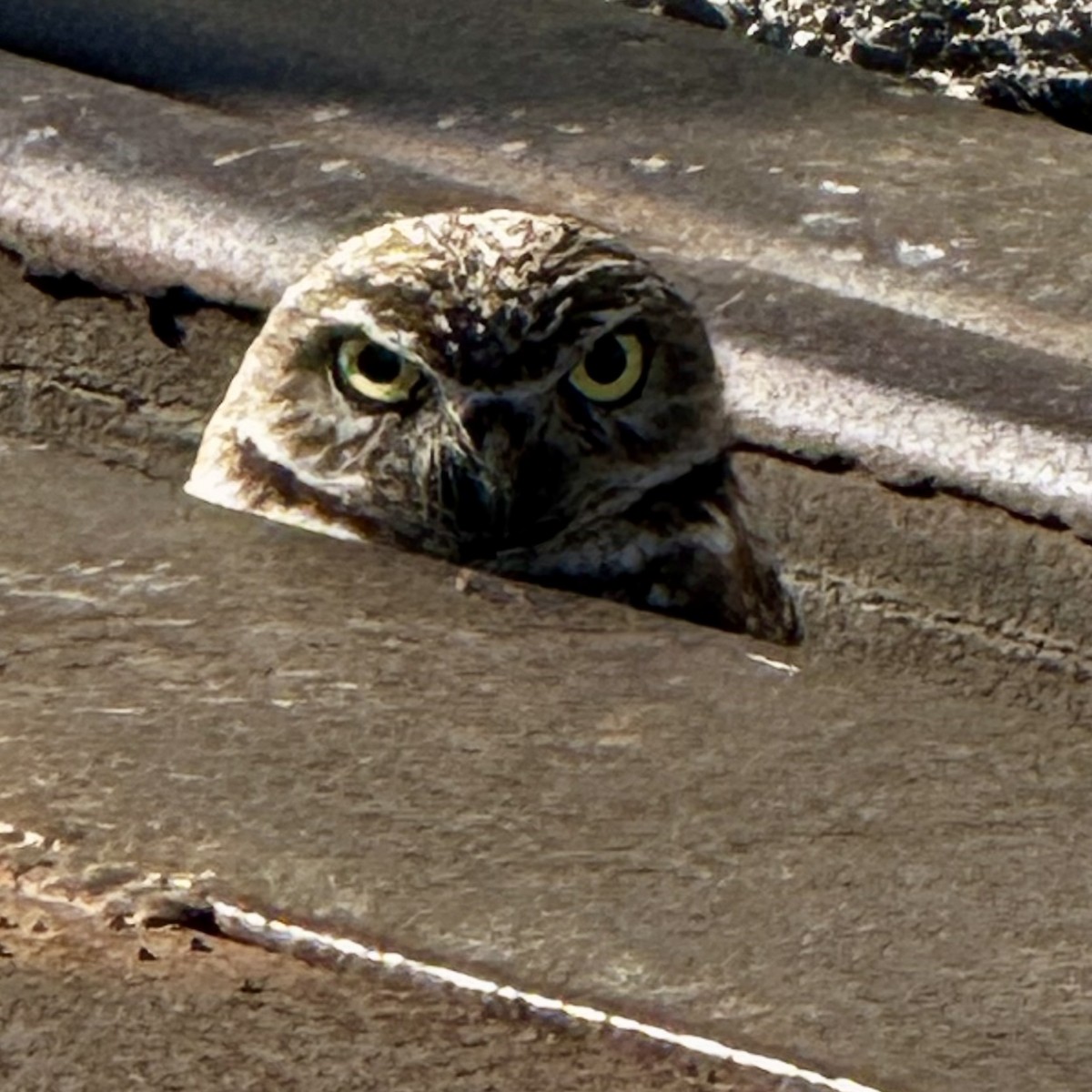 Burrowing Owl - ML646598316