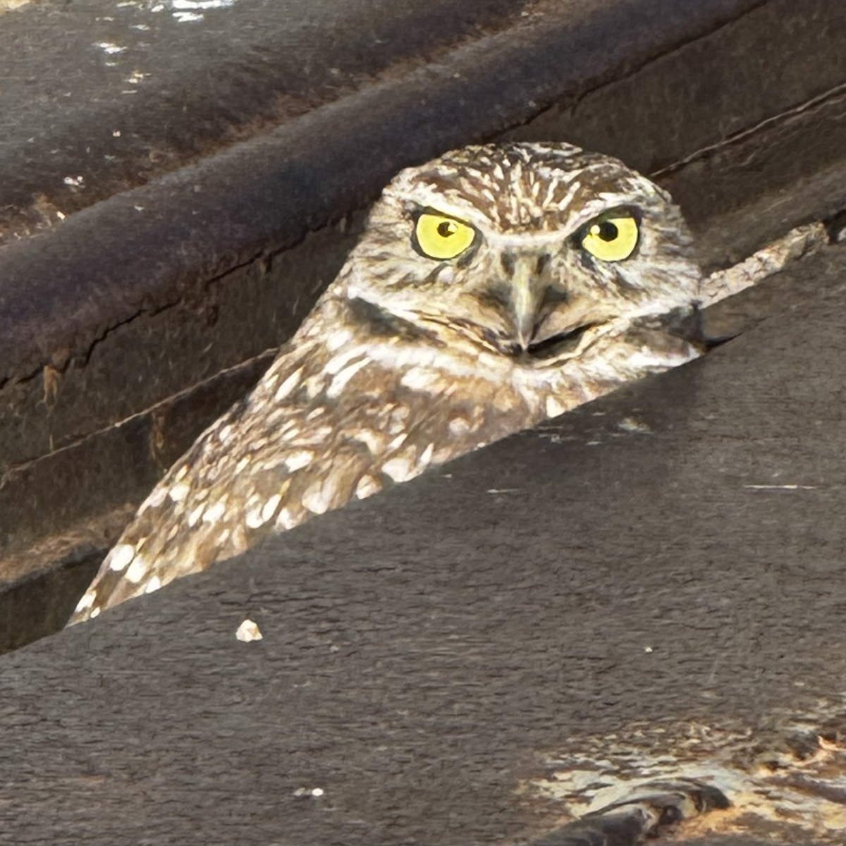 Burrowing Owl - ML646598317