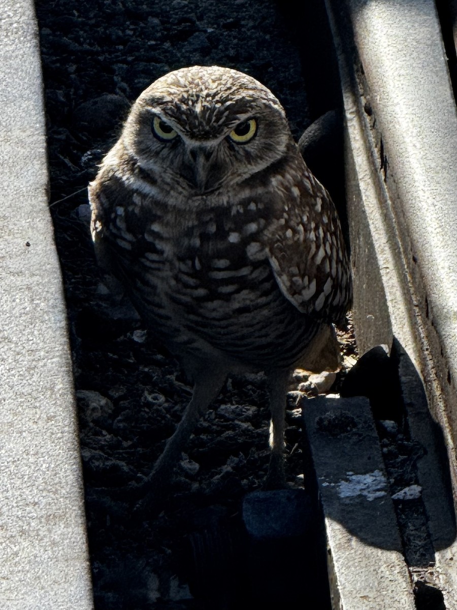 Burrowing Owl - ML646598318
