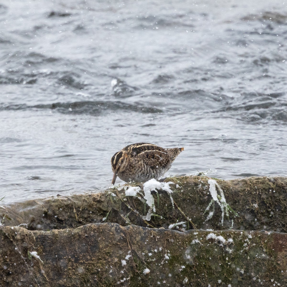 Wilson's Snipe - ML646598319