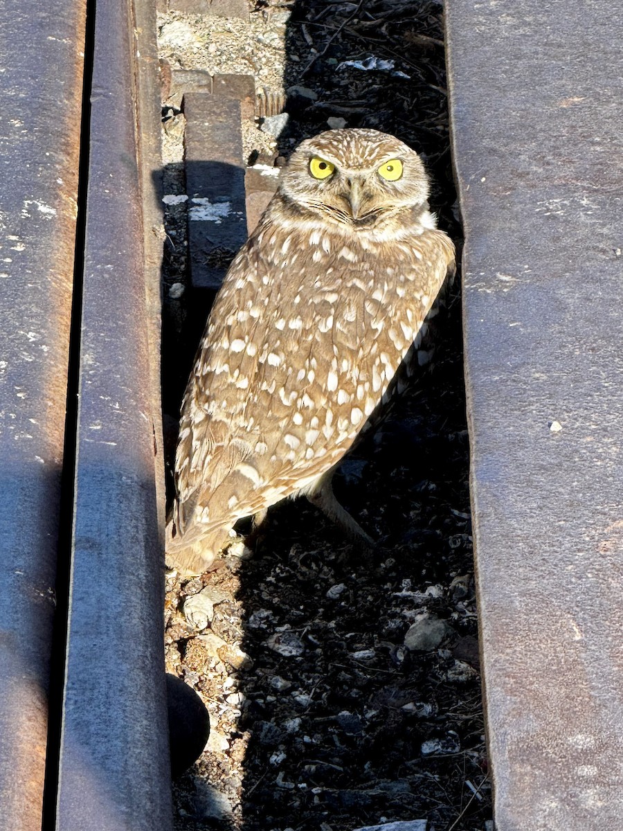 Burrowing Owl - ML646598320