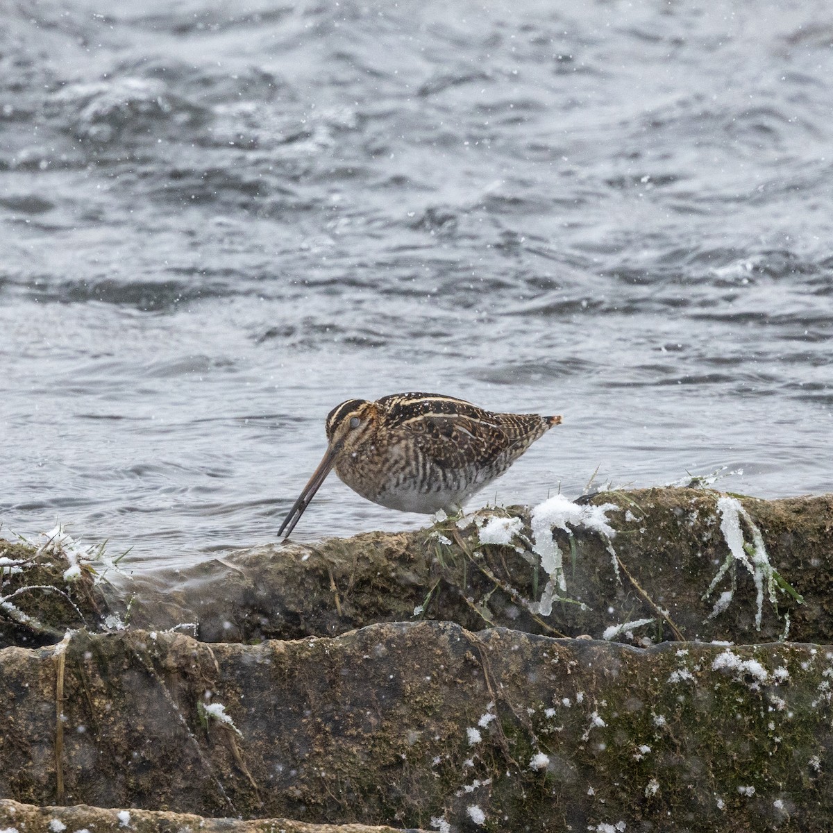 Wilson's Snipe - ML646598321