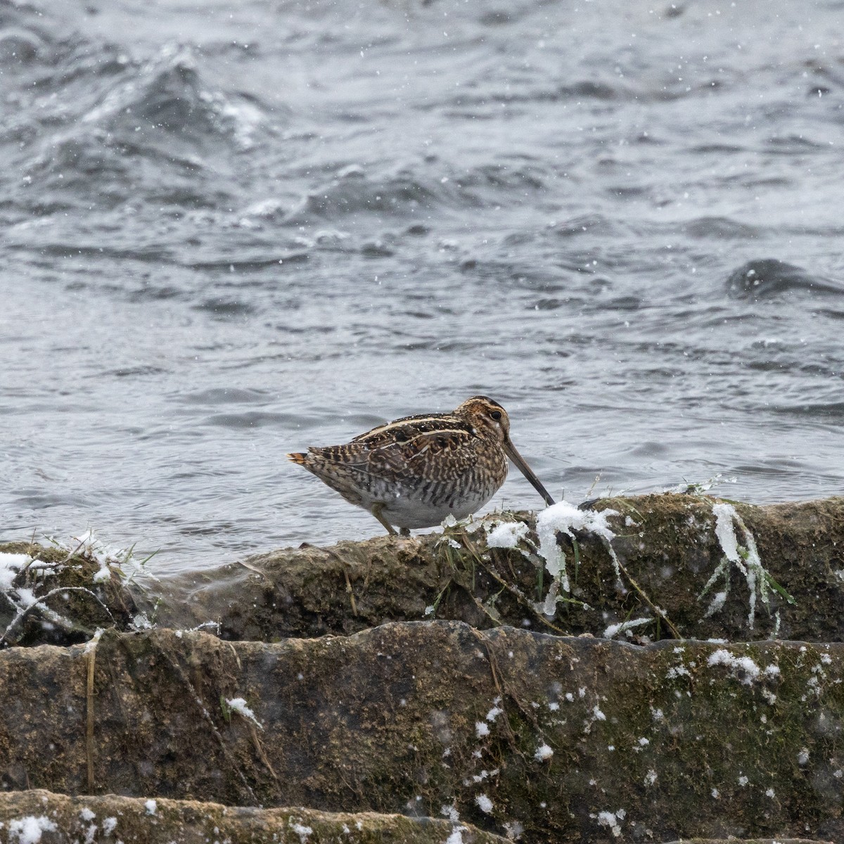 Wilson's Snipe - ML646598322