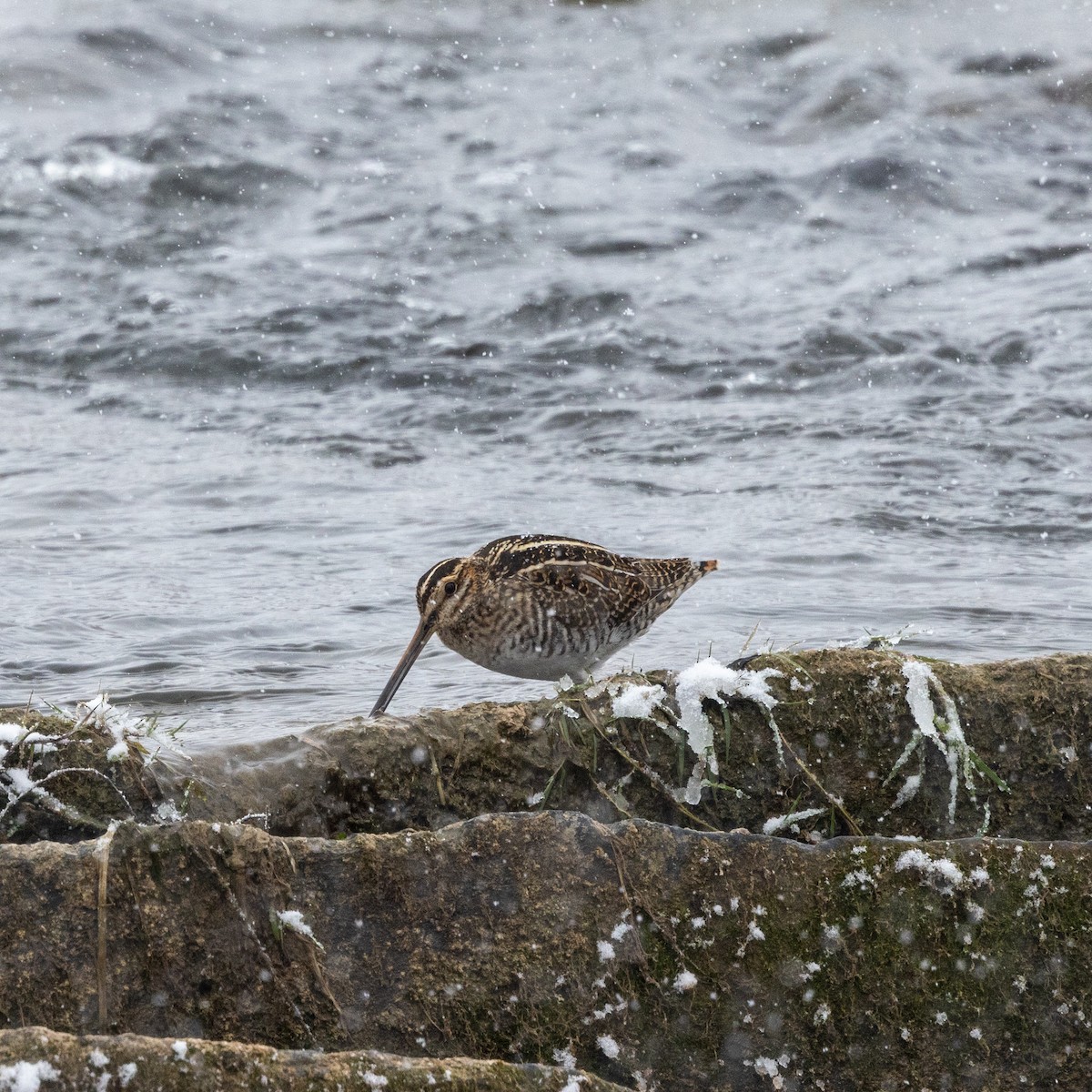 Wilson's Snipe - ML646598323