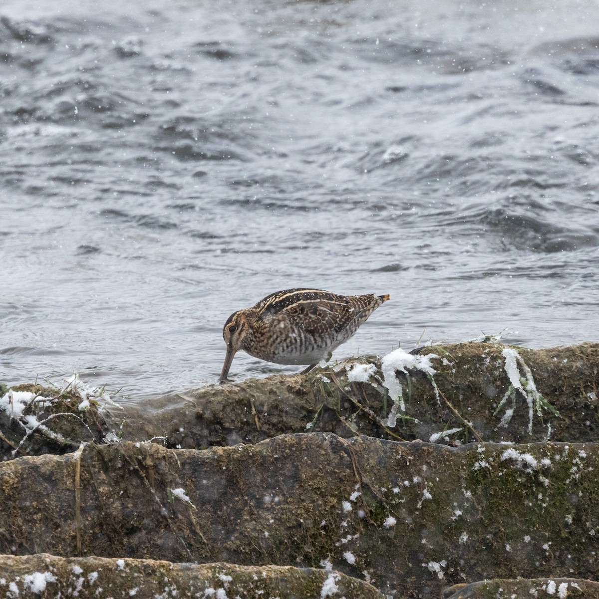 Wilson's Snipe - ML646598324