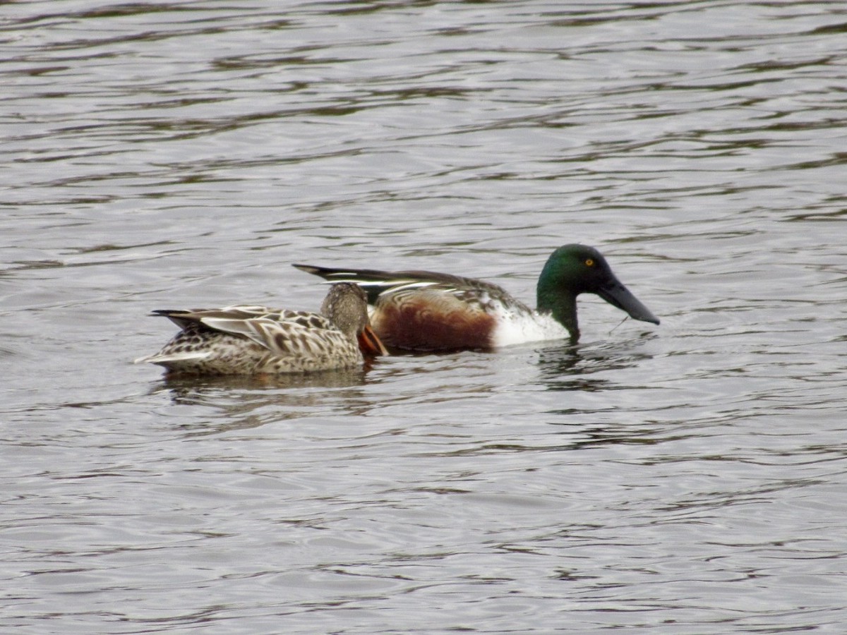 Northern Shoveler - ML646598325