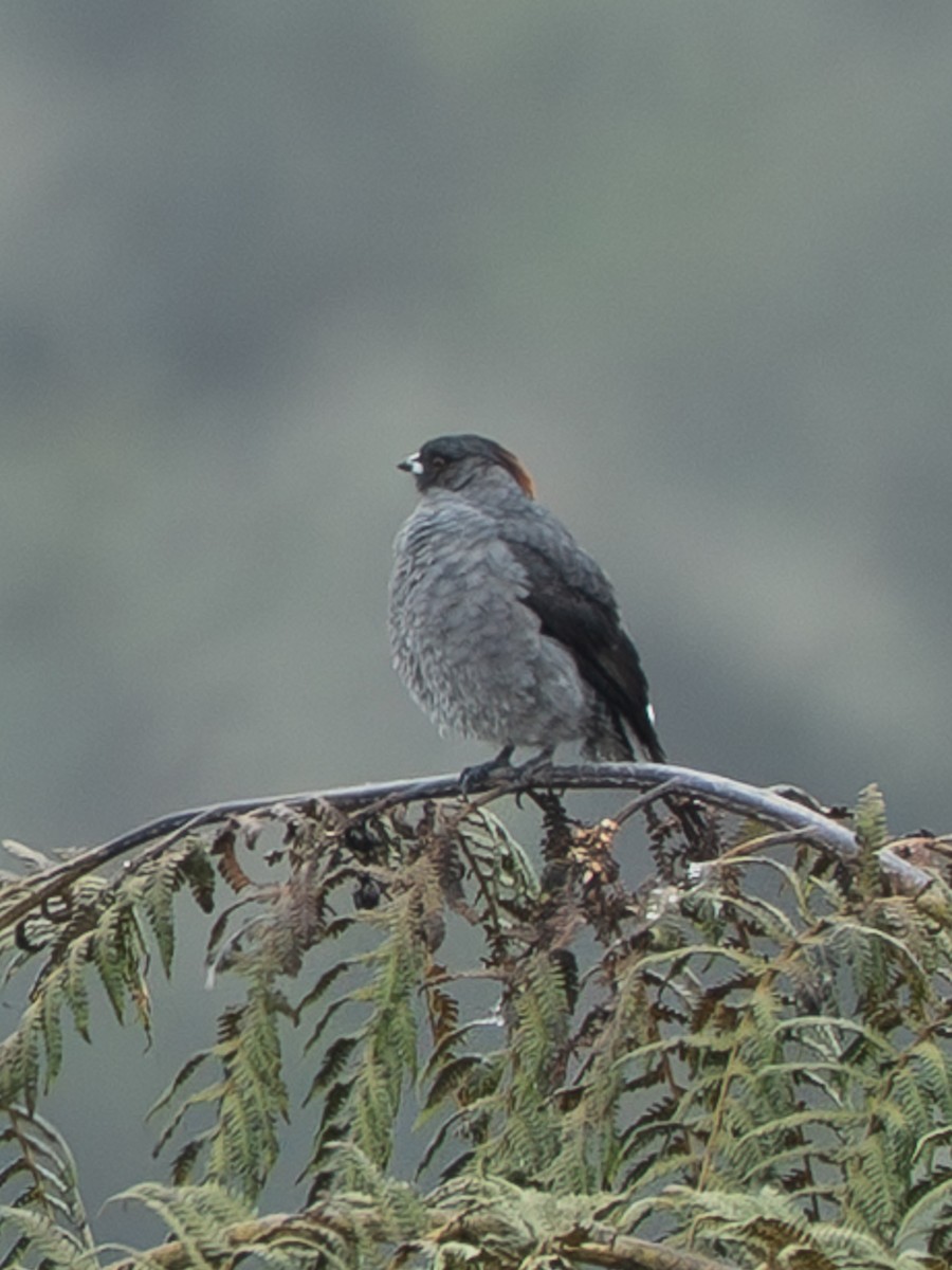 Rotschopfkotinga - ML646598326