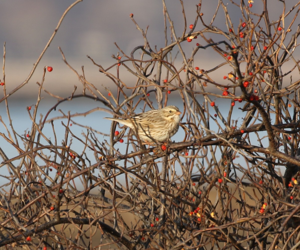 Savannah Sparrow (Ipswich) - ML646598327