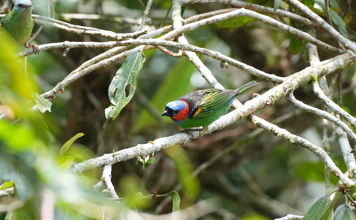 Red-necked Tanager - ML646598328