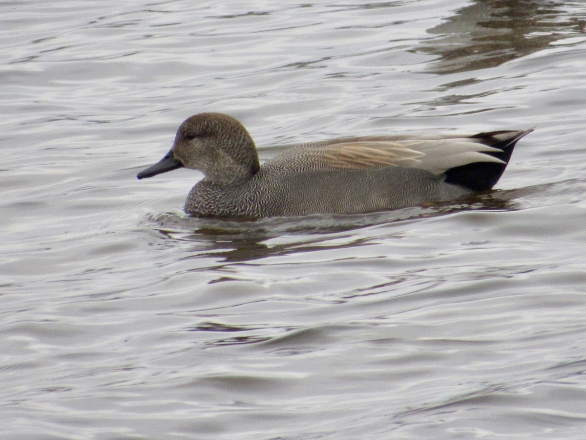 Gadwall - ML646598329