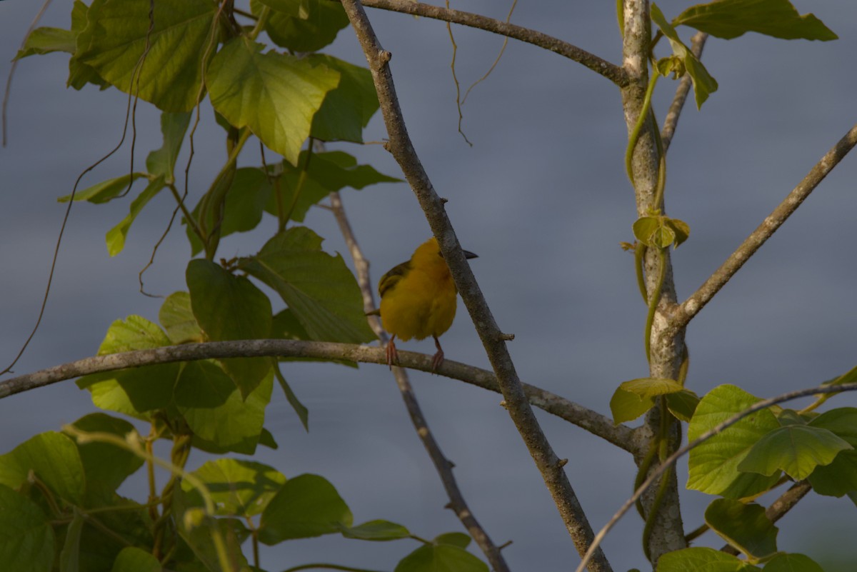 Tejedor Anaranjado - ML646598334