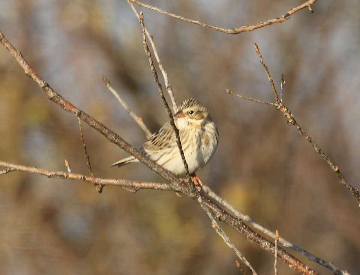 Savannah Sparrow (Ipswich) - ML646598338