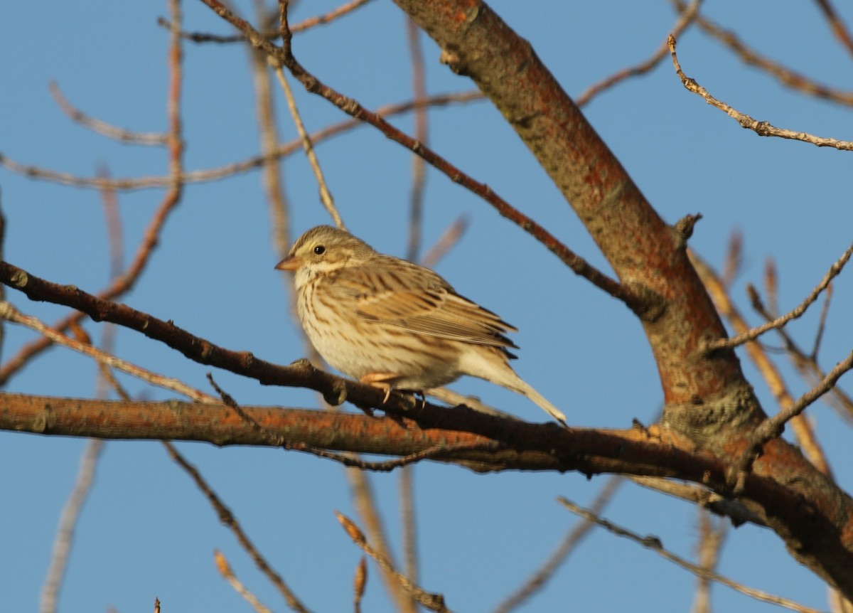 Savannah Sparrow (Ipswich) - ML646598342
