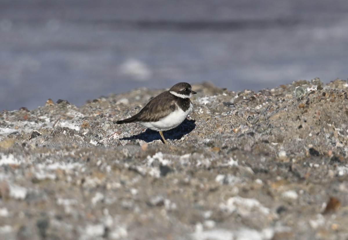 Semipalmated Plover - ML646598345