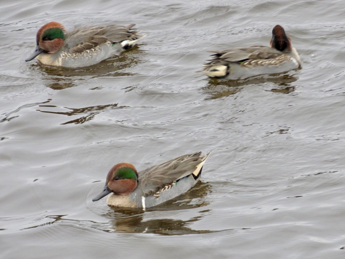 Green-winged Teal - ML646598346