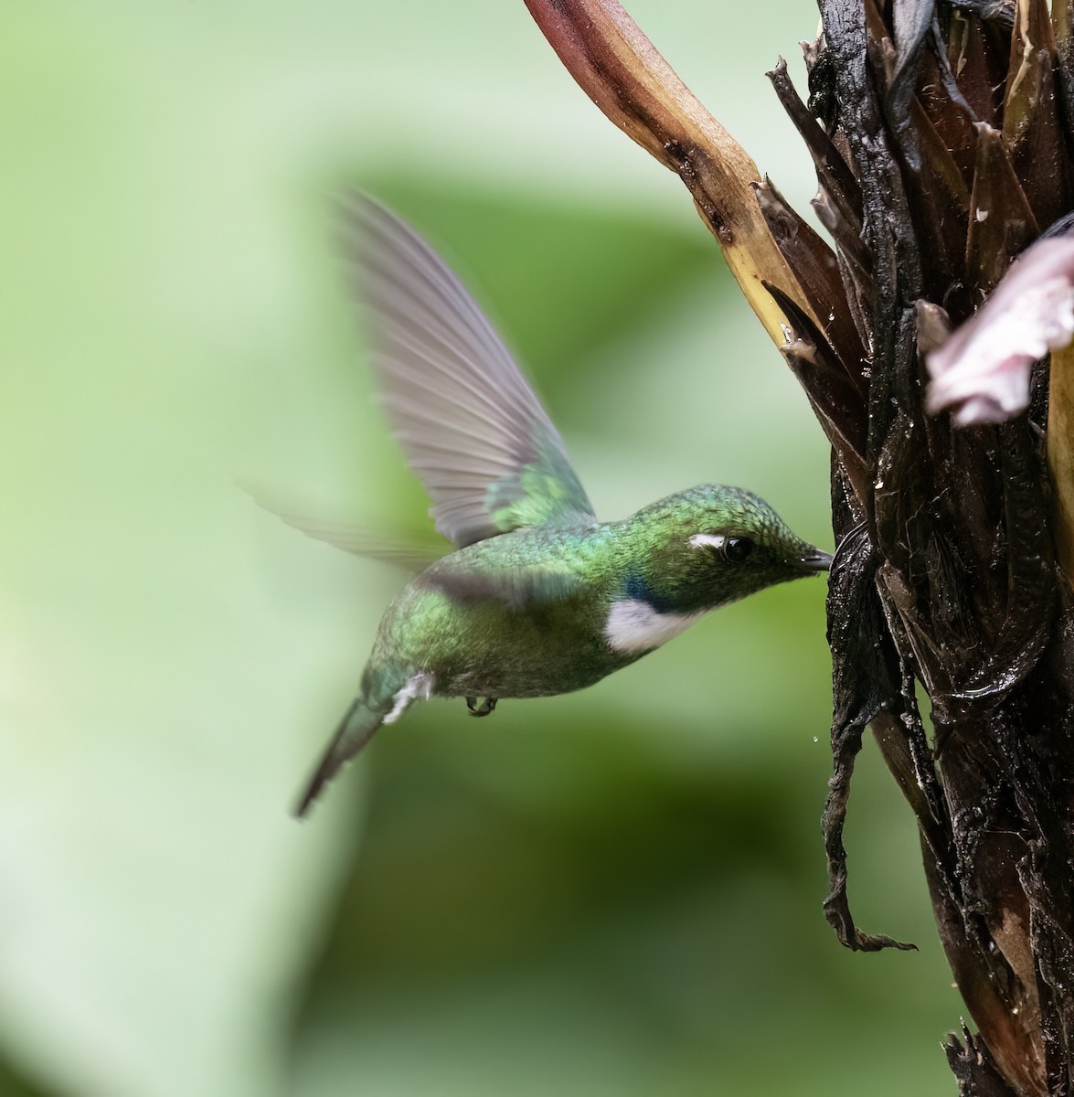 White-throated Daggerbill - ML646598350