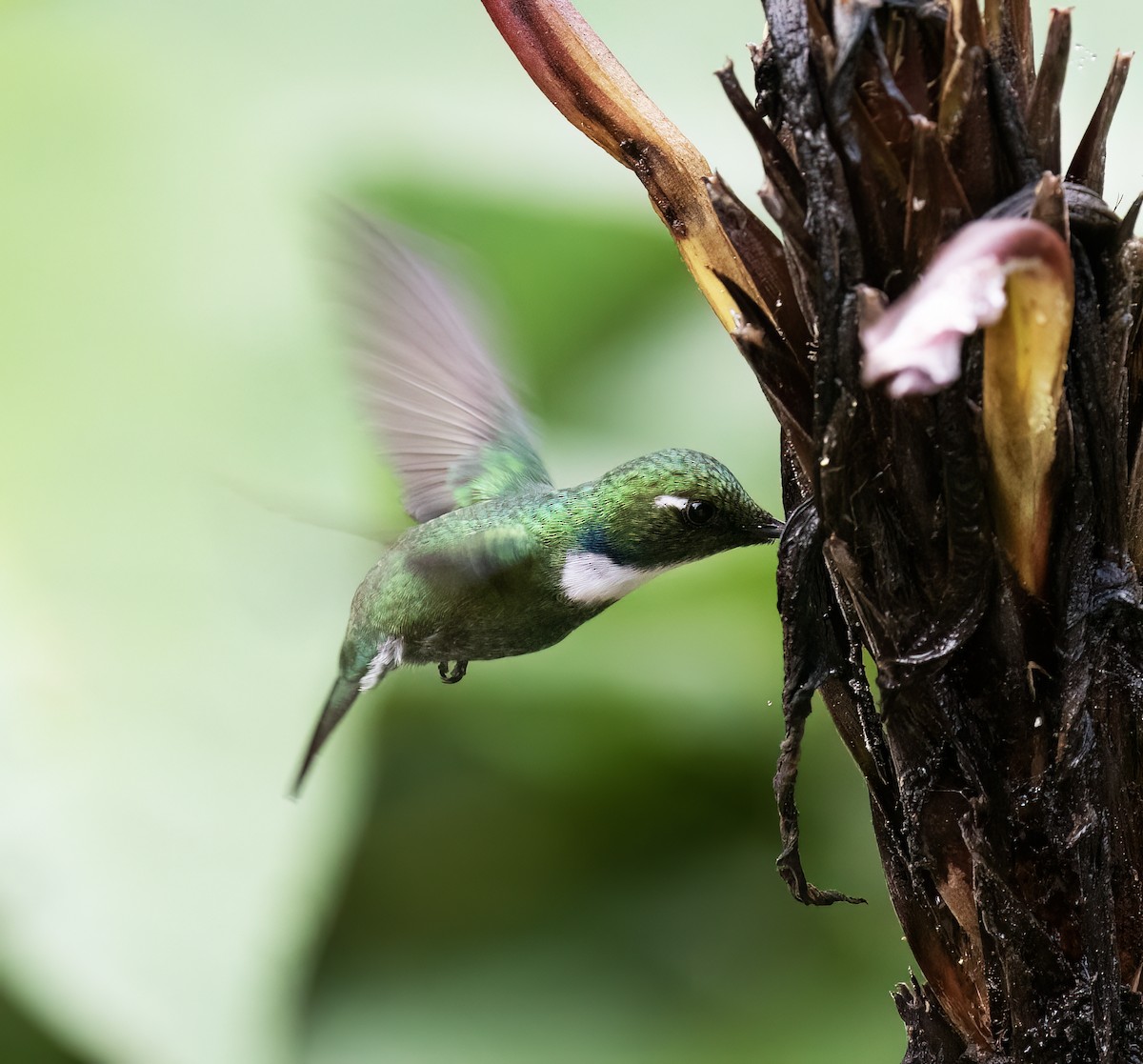 White-throated Daggerbill - ML646598351