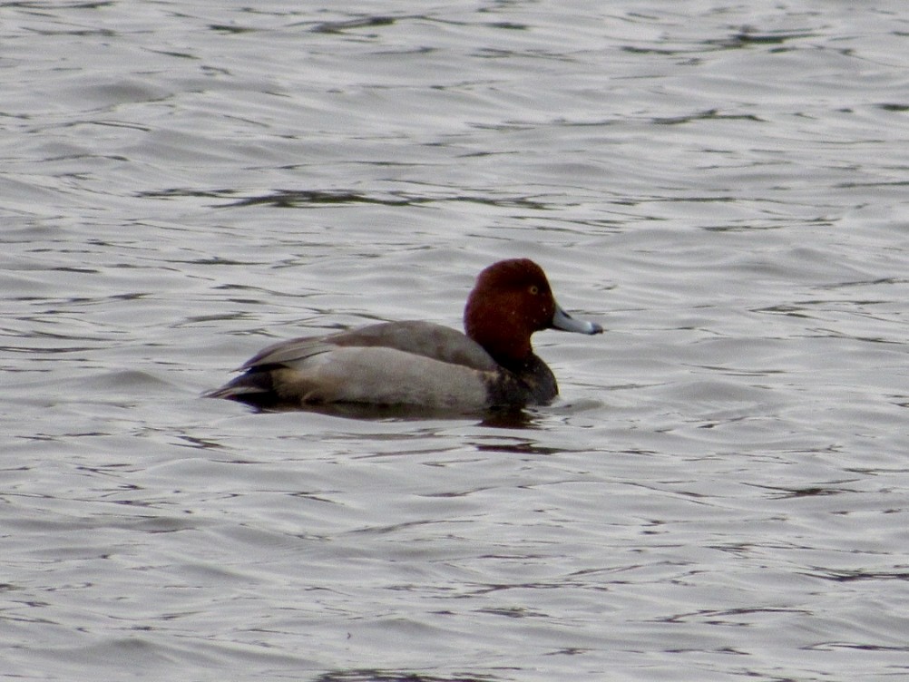 Redhead - ML646598352