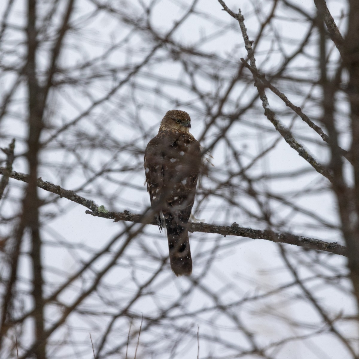 Cooper's Hawk - ML646598353