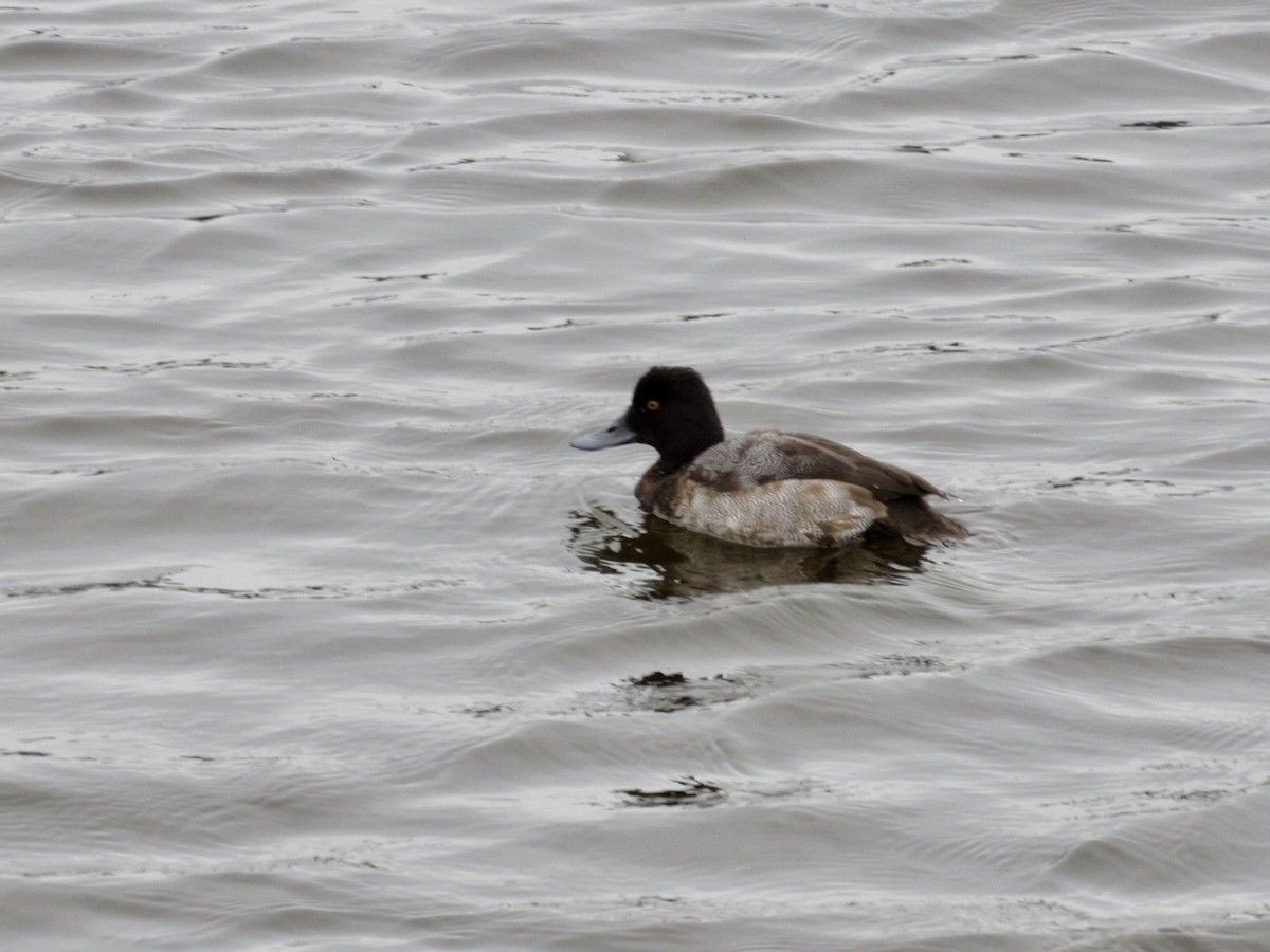Lesser Scaup - ML646598354
