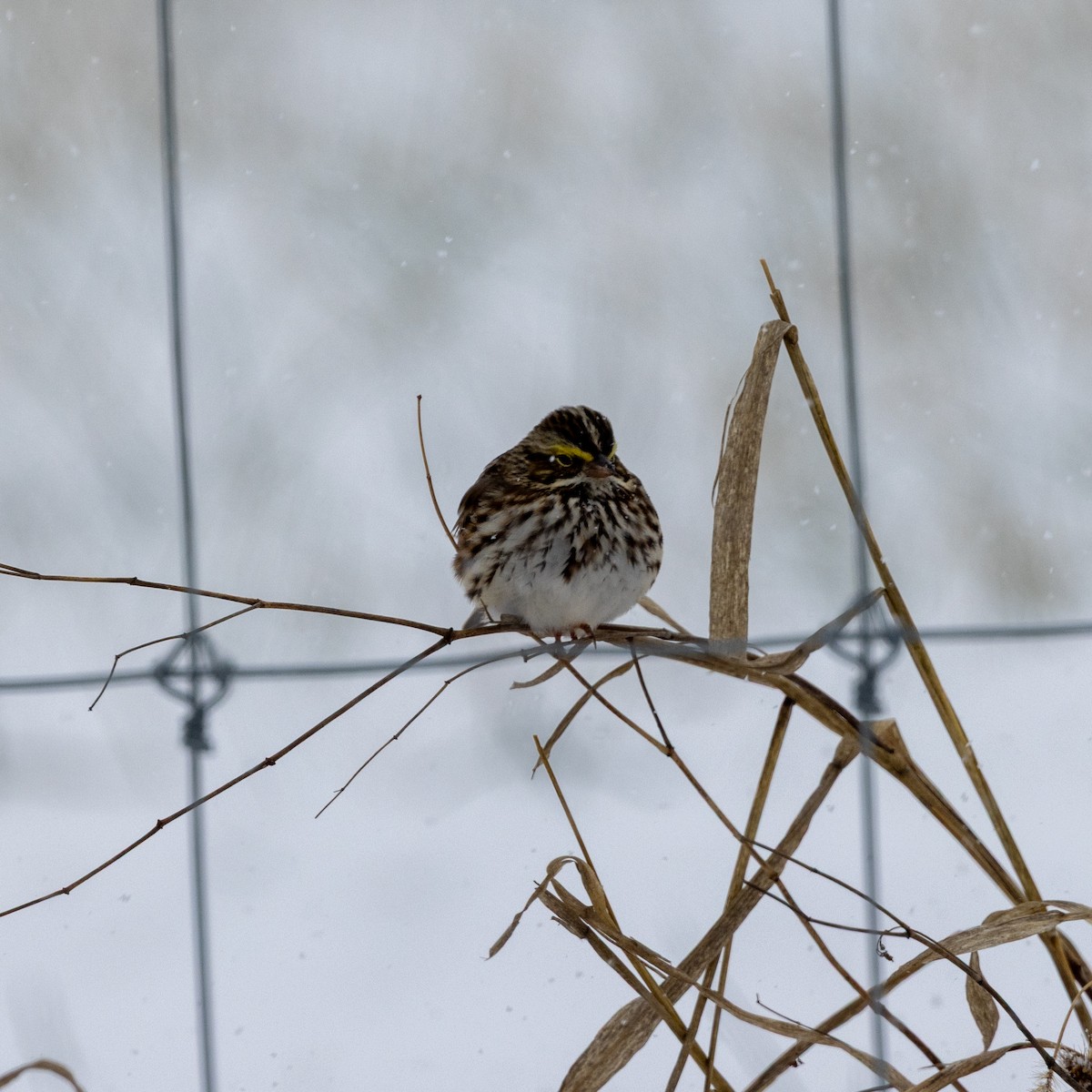 Savannah Sparrow - ML646598355