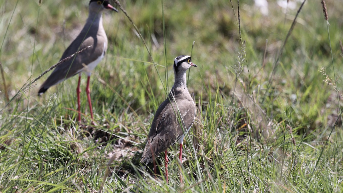 Crowned Lapwing - ML646598356
